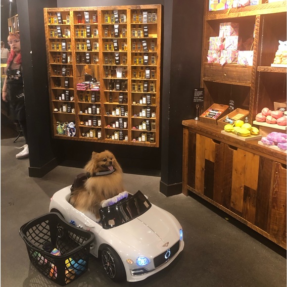 Meet your Posher, Rocco - Picture 10 of 12